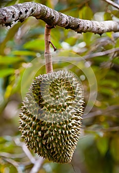Tripical fruit durian photo