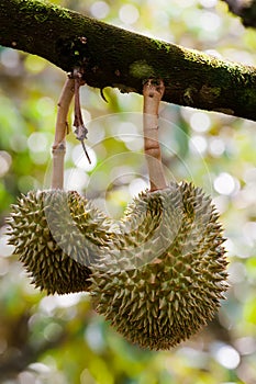 Tripical fruit durians