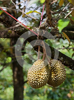 Tripical fruit durians photo