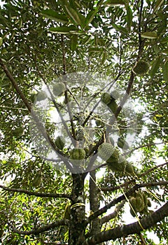 Tripical fruit durians