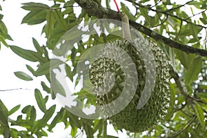 Tripical fruit durians