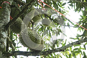 Tripical fruit durians