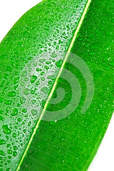 Tripical green leaf photo