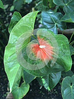 Tripical Green Leaf photo