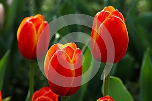 Triple of Closeup orange tulips in the garden