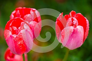 Closeup red tulips in the garden