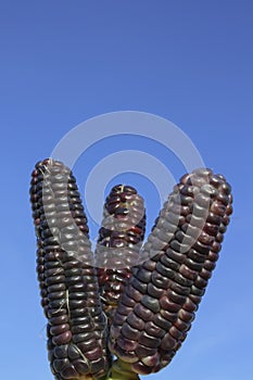 Triple Corn Sky