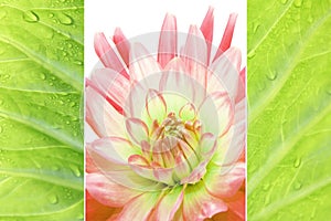 Triple - Dahlia and tropic leaf with dew drops