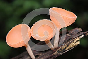 Triple fungi photo