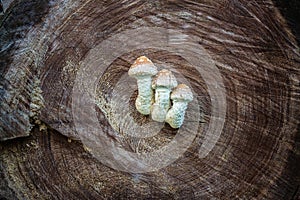 Triple Fungus mushrooms