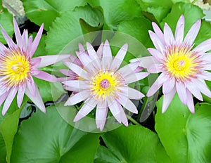 Triple Lotus