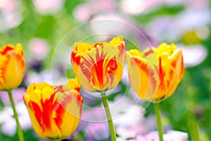 Triple of orange tulips in closeup