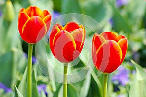 Triple of orange tulips in closeup