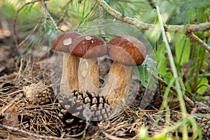 Triple porcini mushroom grows in pine tree forest at autumn season