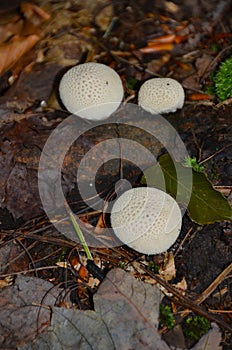 Triple puffball mushroom fungi at Sapsucker Woods Ithaca NY.