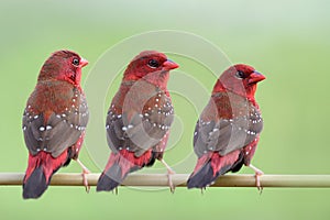 Triple red brids with white spots and brown wings perching together on thin grass branch expose over bright green background