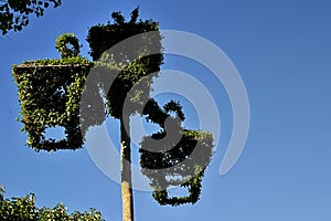 Triple street lamp overgrown with climbing plant