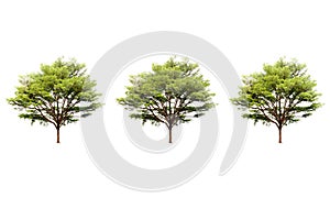 Triple Terminalia ivorensis Chev tree isolated white background