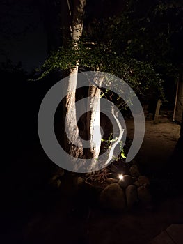 Triple Tree Nightshot with Fairy Twinkle photo