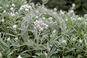 Triple-veined pearly everlasting Anaphalis triplinervis, white flowering shrubs