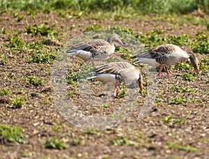 Triplet of Canada geese grazing on grass in a sunny field