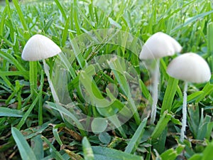 Triplet mushrooms beauty