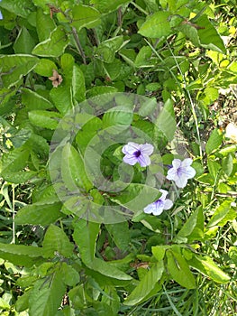 Triplet purple paper flowers