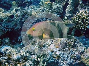 A Tripletail Wrasse Cheilinus trilobatus