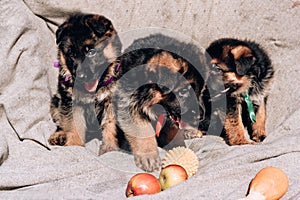 Triplets puppies, German shepherd kennel of working breeding. Three small beautiful puppies of a black and red German shepherd