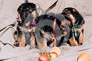 Triplets puppies, German shepherd kennel of working breeding. Three small beautiful puppies of a black and red German shepherd