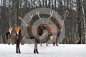 Triplets. Three Red Deer Cervus Elaphus, Cervidae,.Majestic Adult Animal In Winter Forest, Belarus. Wildlife Animal Scene From