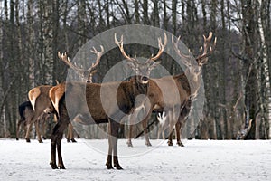 Triplets. Three Red Deer Cervus Elaphus, Cervidae,.Majestic Adult Animal In Winter Forest, Belarus. Wildlife Animal Scene From photo