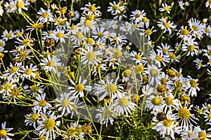 Tripleurospermum indorum, scentless false mayweed, scentless mayweed, scentless chamomile, wild chamomile, mayweed, false