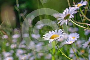 Tripleurospermum inodorum close-up