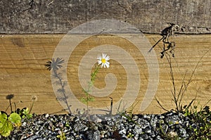 Tripleurospermum inodorum, scentless false mayweed, flower