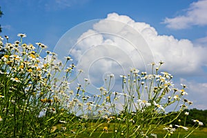 Tripleurospermum inodorum, wild chamomile, mayweed, false chamomile, and Baldr\'s brow