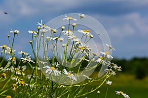 Tripleurospermum inodorum, wild chamomile, mayweed, false chamomile, and Baldr\'s brow