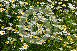 Tripleurospermum inodorum, wild chamomile, mayweed, false chamomile, and Baldr\'s brow