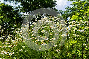 Tripleurospermum maritimum Matricaria maritima is a species of flowering plant in the aster family commonly known as false mayweed