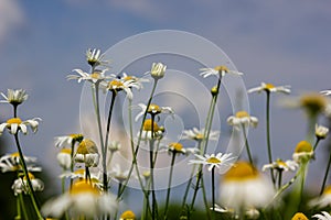 Tripleurospermum maritimum Matricaria maritima is a species of flowering plant in the aster family commonly known as false mayweed