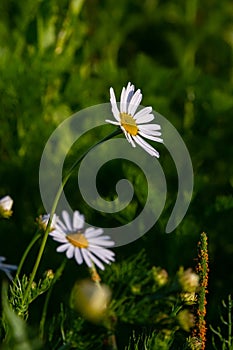 Tripleurospermum maritimum Matricaria maritima is a species of flowering plant in the aster family commonly known as false mayweed