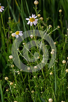 Tripleurospermum maritimum Matricaria maritima is a species of flowering plant in the aster family commonly known as false mayweed