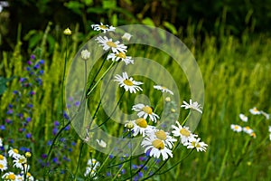 Tripleurospermum maritimum Matricaria maritima is a species of flowering plant in the aster family commonly known as false mayweed