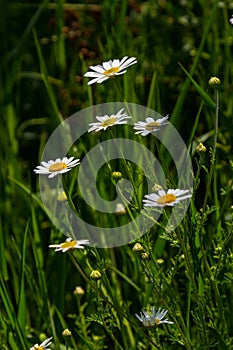 Tripleurospermum maritimum Matricaria maritima is a species of flowering plant in the aster family commonly known as false mayweed