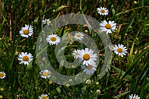 Tripleurospermum maritimum Matricaria maritima is a species of flowering plant in the aster family commonly known as false mayweed