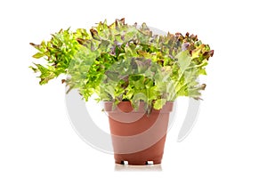 Triplex Lettuce salad, Lactuca sativa in pot