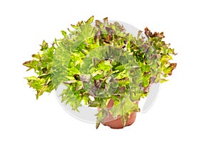 Triplex Lettuce salad, Lactuca sativa in pot