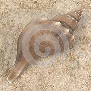 Triplofusus Giganteus Florida Horse Conch