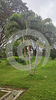 Triploid Palm Plant photo