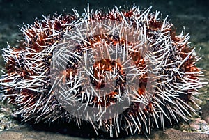 Tripneustes ventricosus, West Indian sea egg